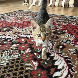 Meet your Posher, Claudia